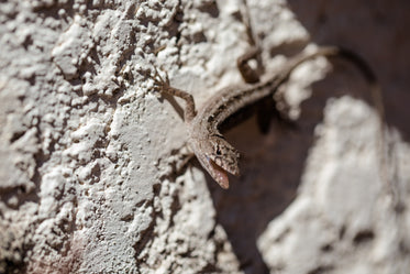 laughing lizard on a plaster wall