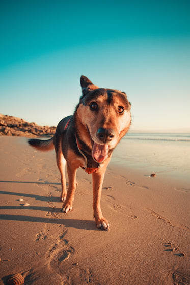 this dog is ready for its close up