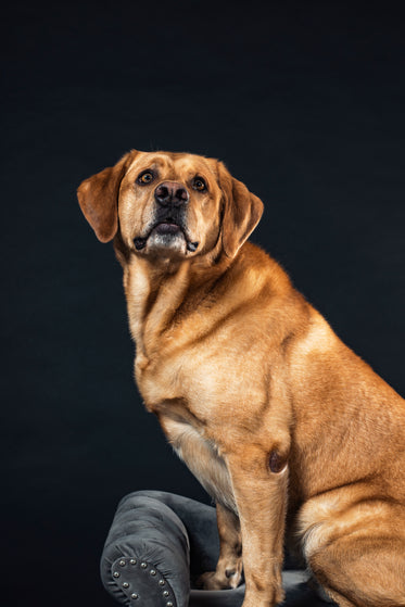 this golden retriever perches on a sofa