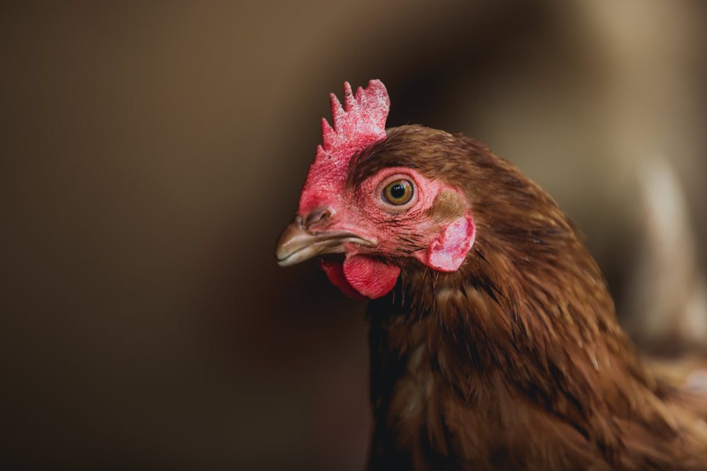 thoughtful hen