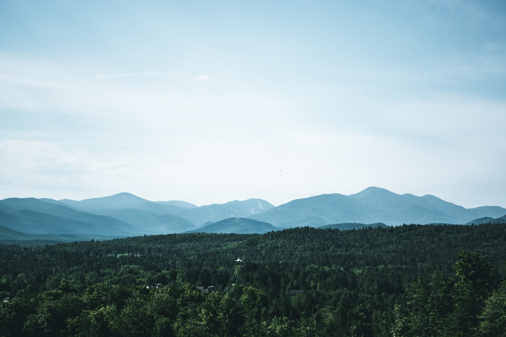 thousands of tree tops under a blue sky