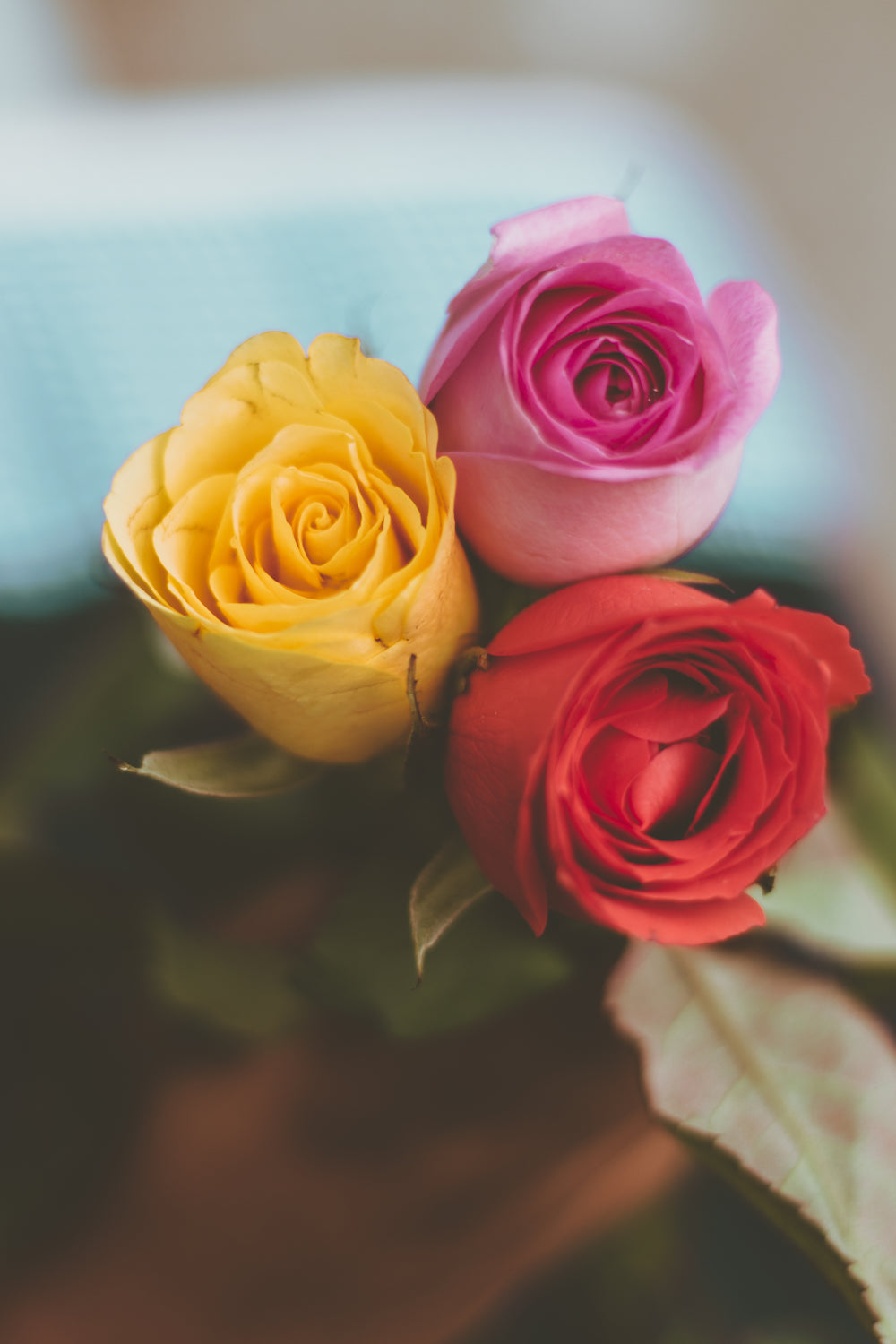 three colorful roses wrapped together