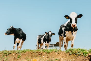 three cows stands on green grass