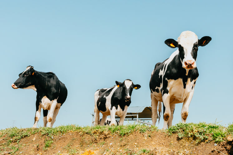three-cows-stands-on-green-grass.jpg?width=746&format=pjpg&exif=0&iptc=0