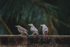 three grey and brown birds