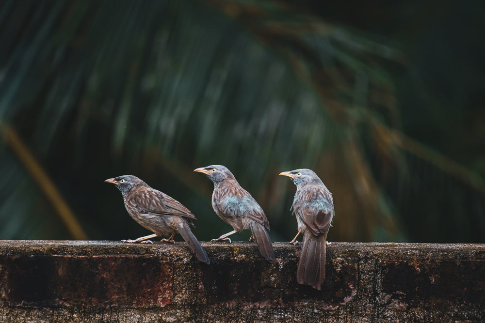 three grey and brown birds