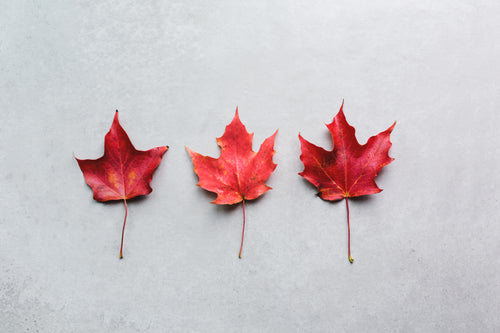 three maple leaves in a row