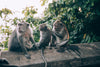 three monkeys on a wall preen each other