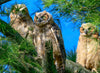 three owls on a pine tree branch