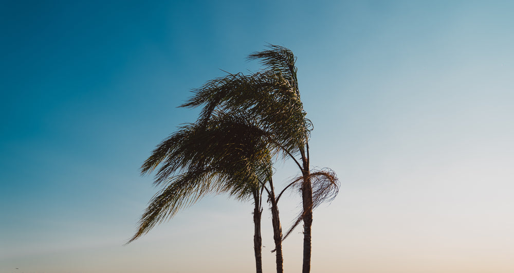 three palm trees