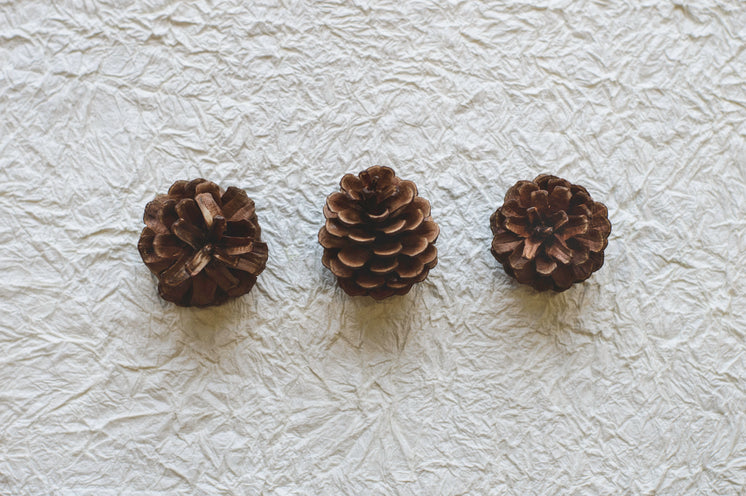 three-pine-cones-on-crinkled-paper.jpg?w