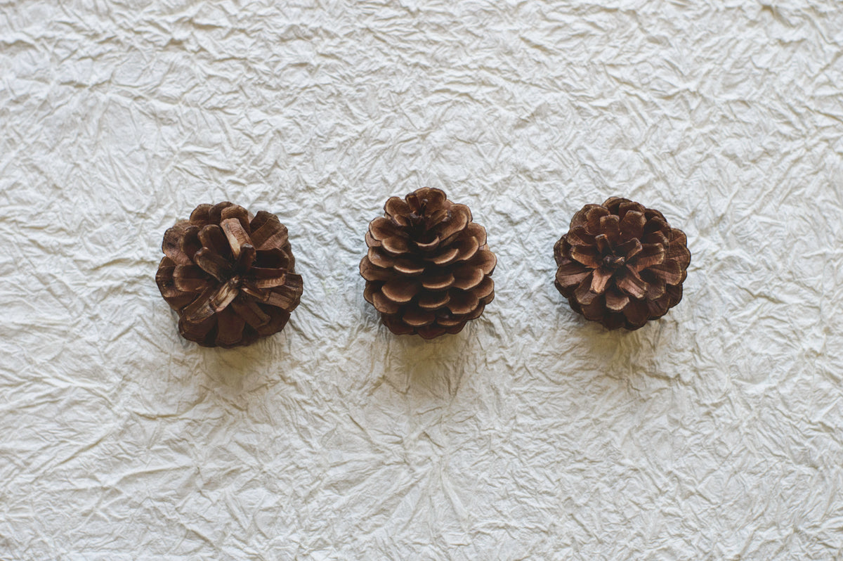 three pine cones on crinkled paper
