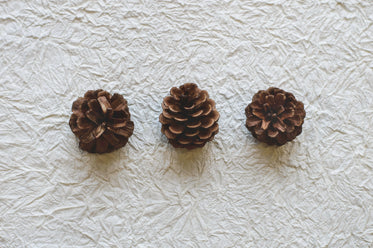 three pine cones on crinkled paper