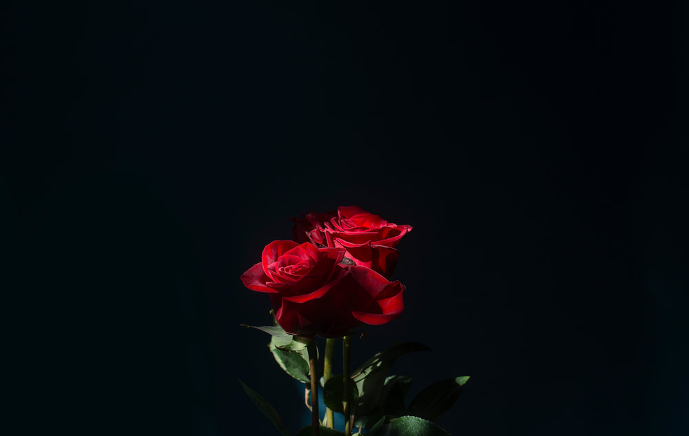 three red roses in a beam of sunlight
