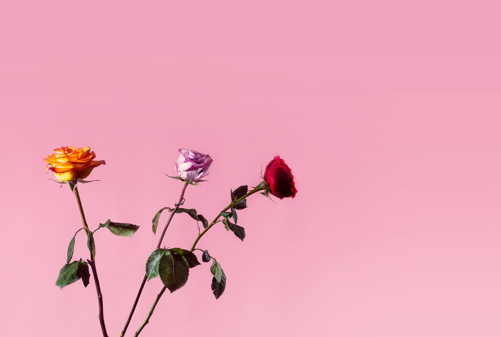 three roses against pink