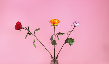 three roses in a glass