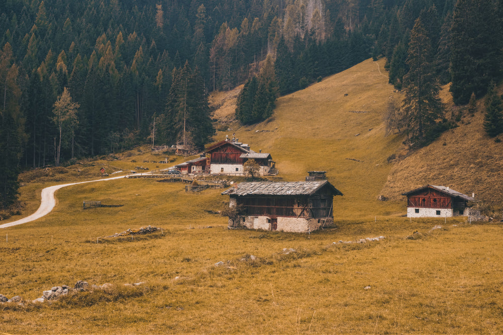 three rustic wooden buildings beside a forest