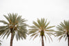 three tall palm trees against a white sky