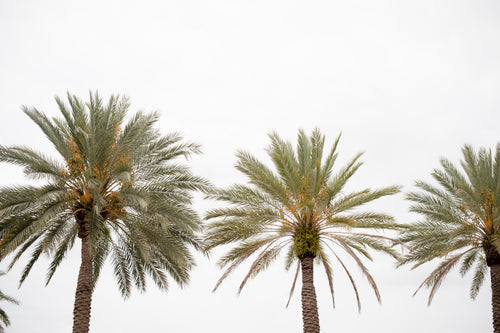 three tall palm trees against a white sky