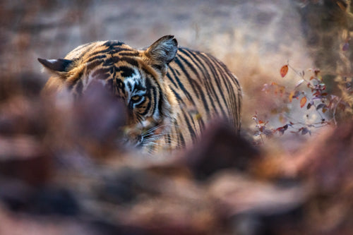 tiger resting on forest floor