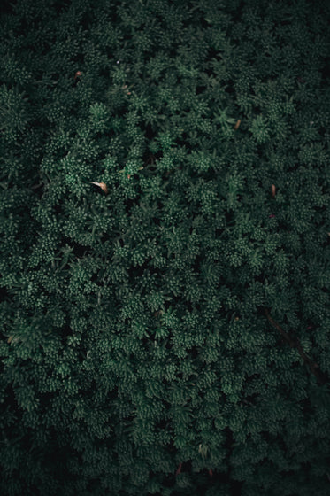 tight cluster of small green plants