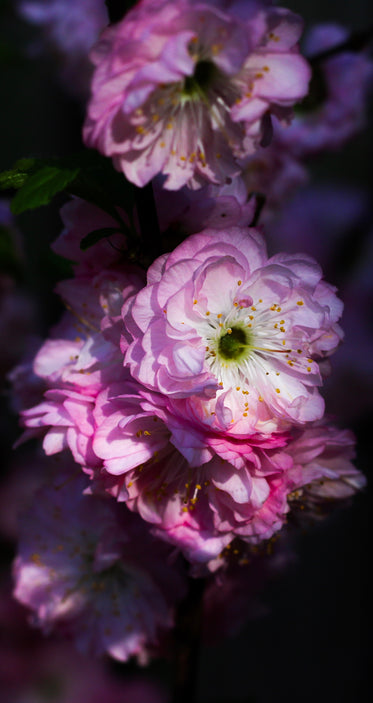 tightly packed pink flowers