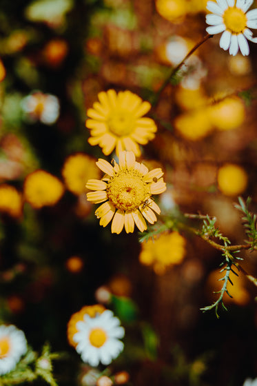 tiny bug on happy flower