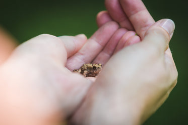 tiny frog in hand