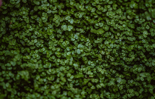 tiny green leaves up close