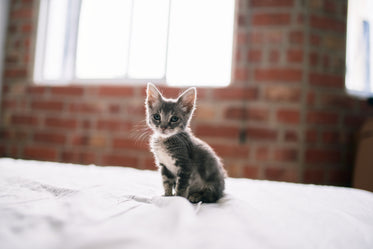 tiny kitten stands on a bed