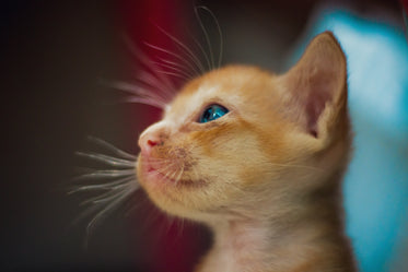 tiny orange kitten with blue eyes