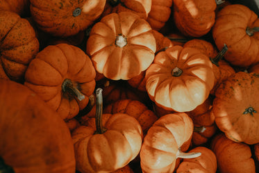 tiny pumpkins big orange image