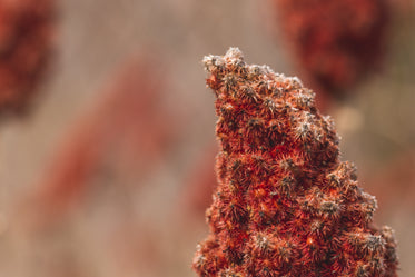 tip of a sumac branch