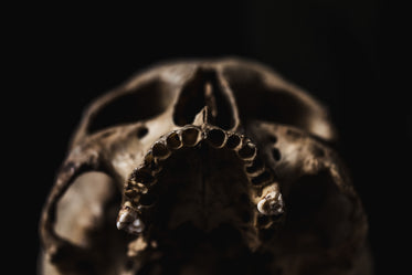 toothless upper jaw of human skull