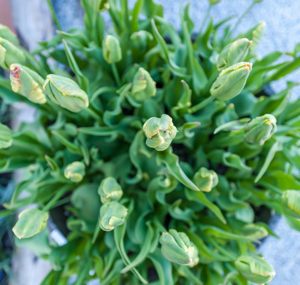 top down tulips