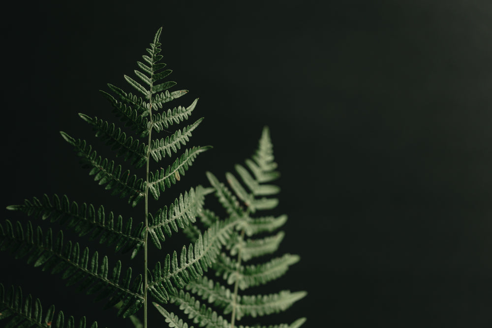 top of fern branches against black