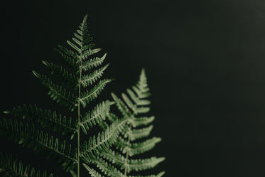 top of fern branches against black