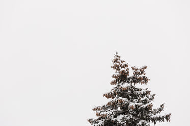 top of snowey pine tree