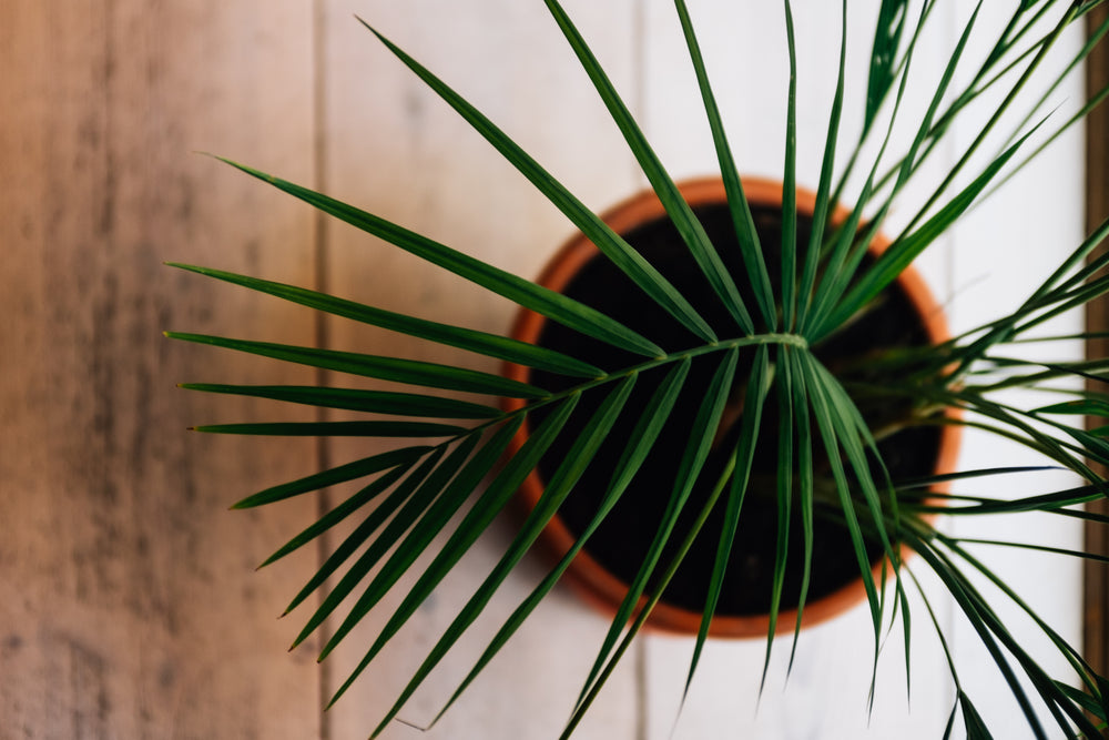 top view of a plant over wooden background