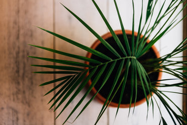 top view of a plant over wooden background