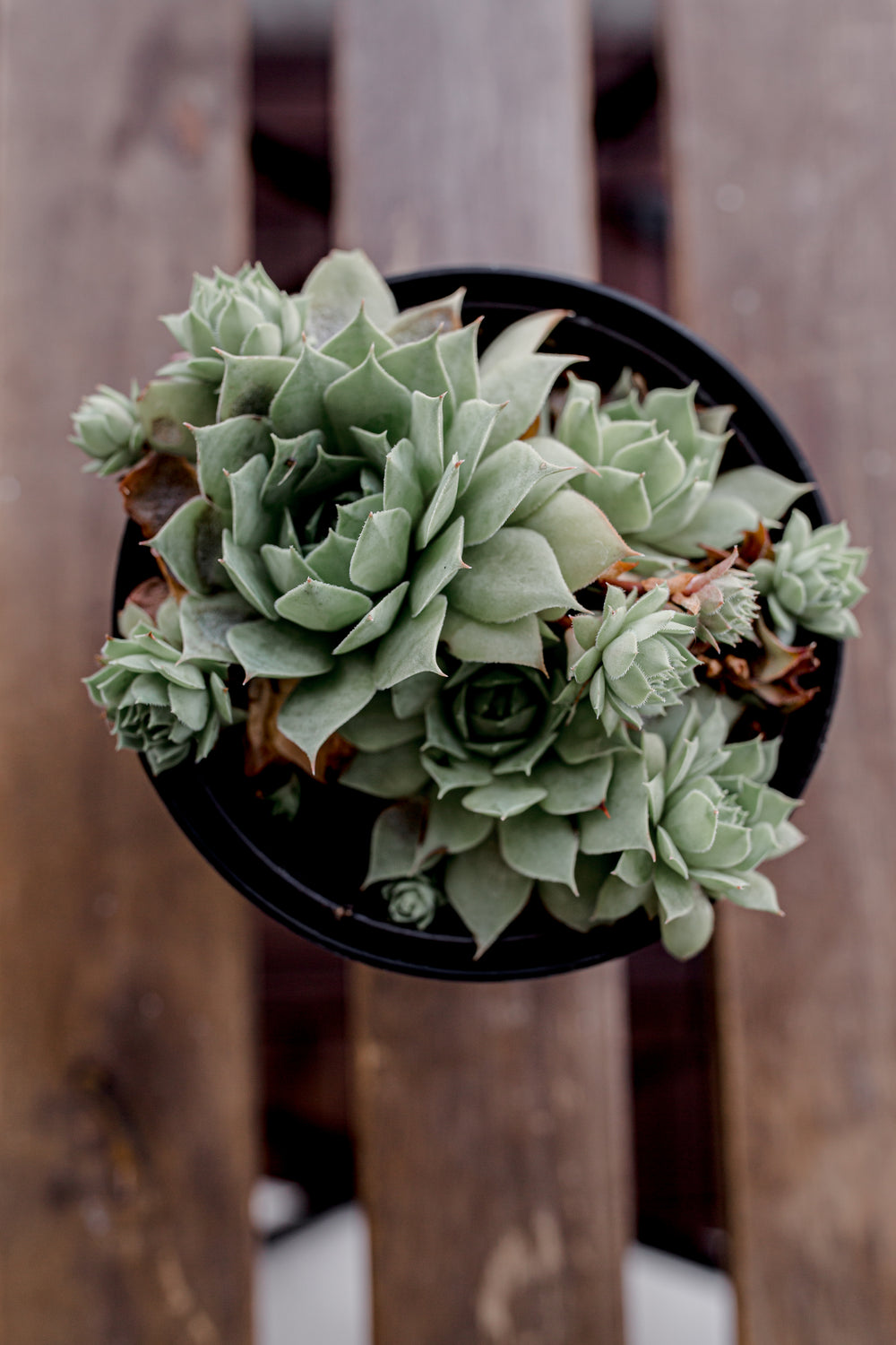 top view of potted succulents