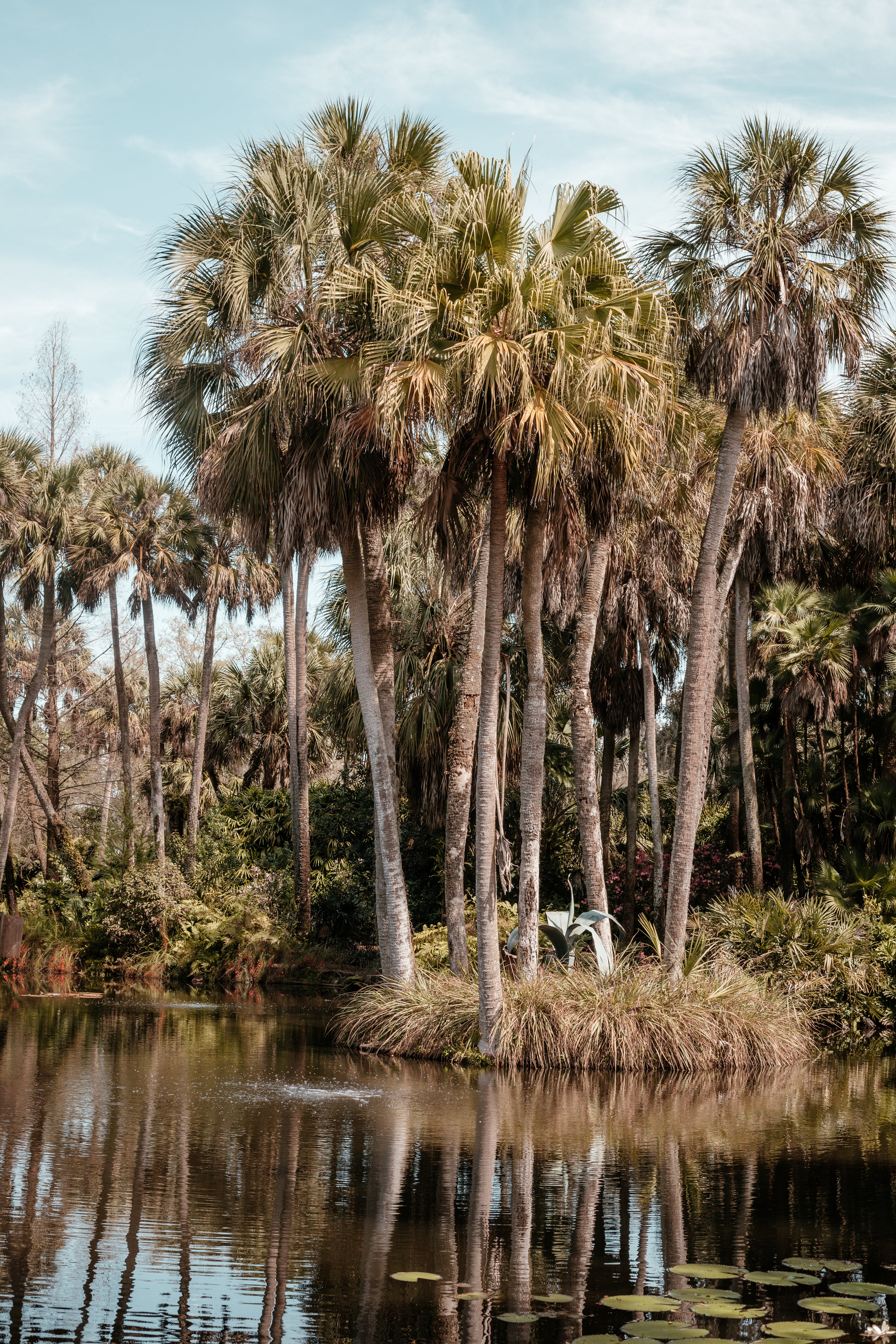 pond palm plant Browse Free HD Images of Towering Palm Trees And Lily Pads Surround Florida  Pond