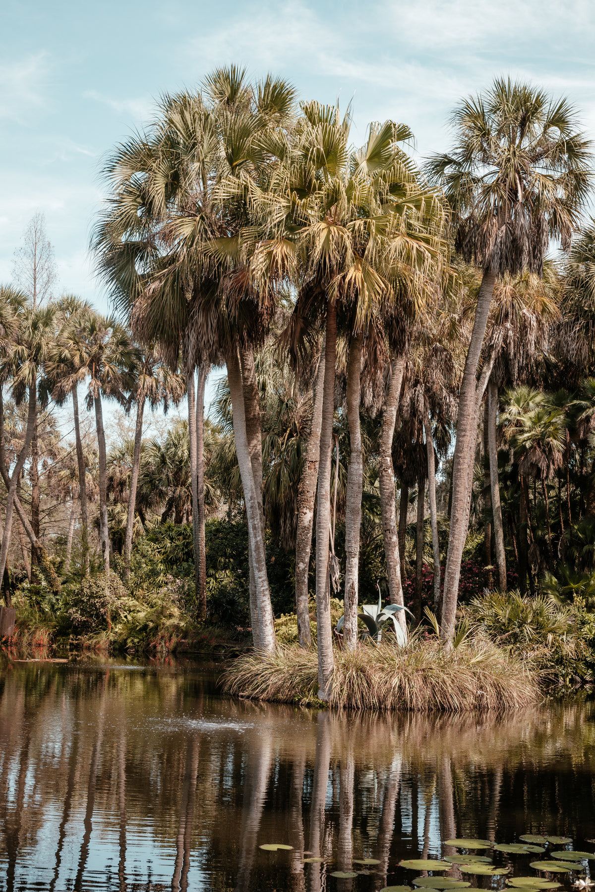 towering palm trees and lily pads surround florida pond