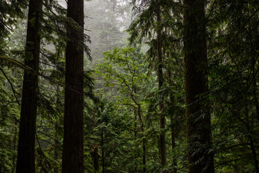 towering trees in misty forest