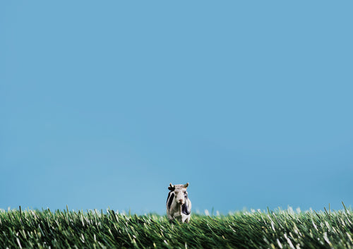 toy cow in grass with blue sky