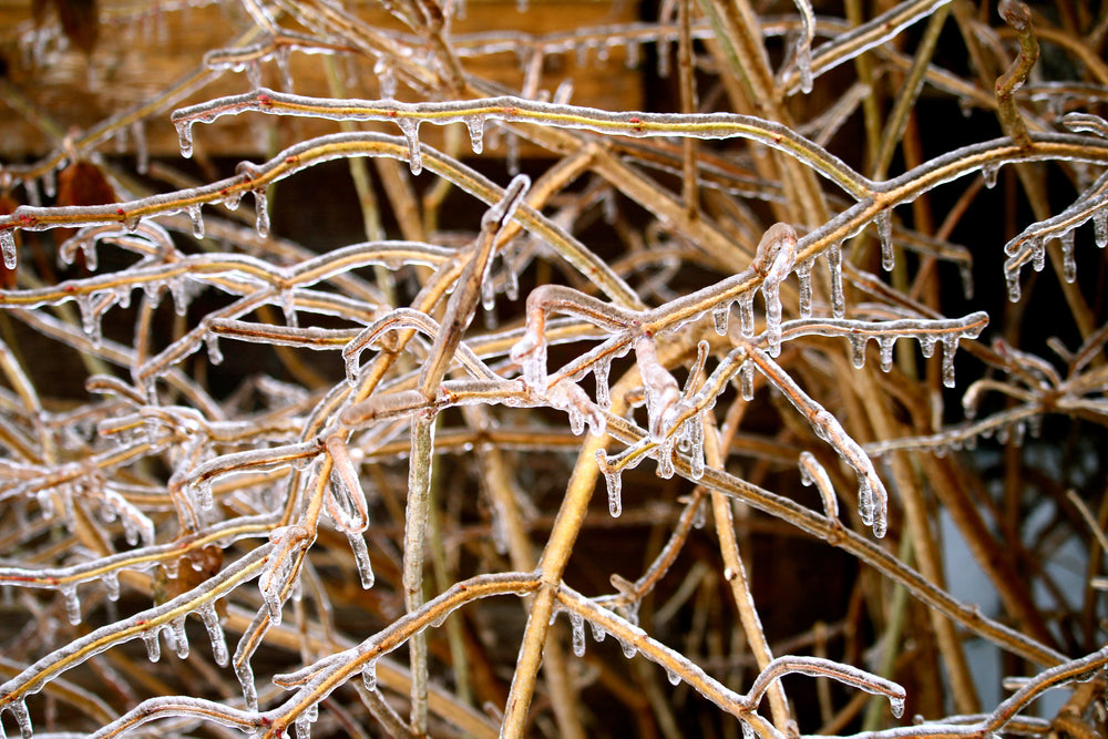 tree after ice storm