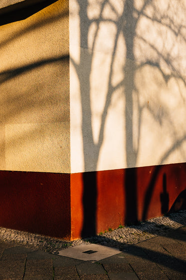 tree banches cast shadows on a building wall