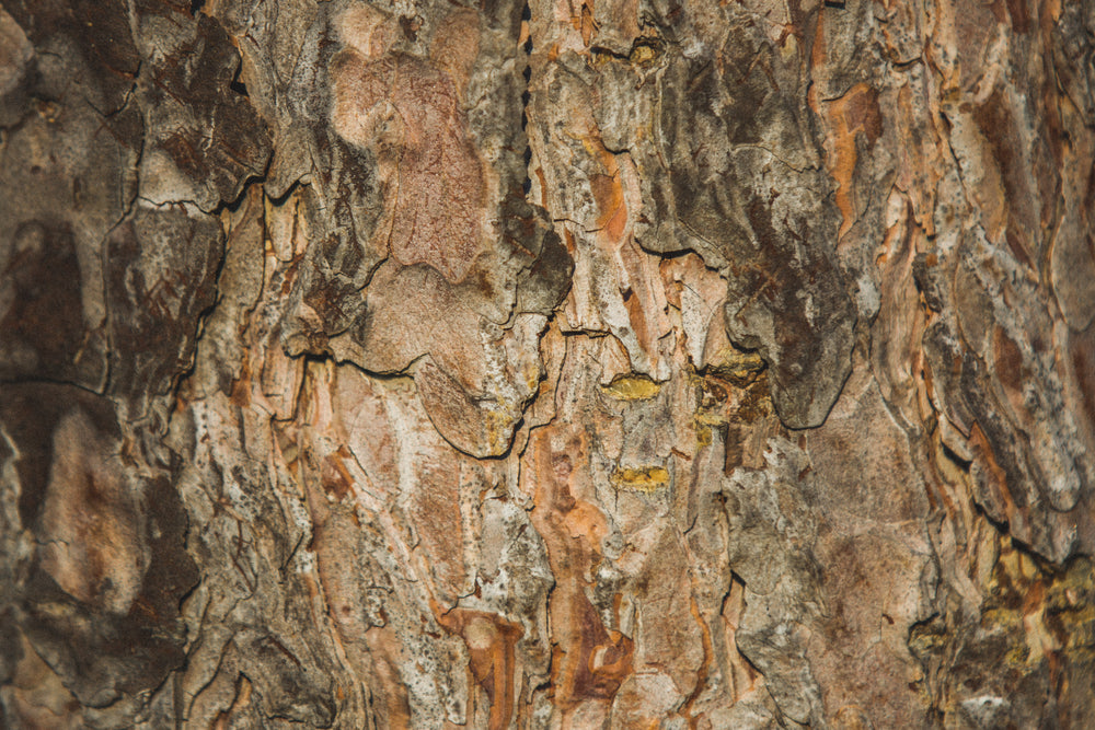 tree bark texture