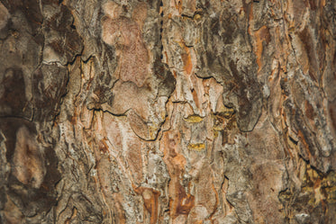 tree bark texture