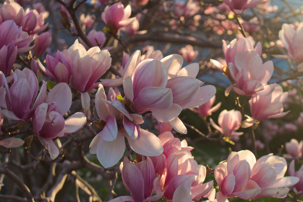 tree blossoms blooming